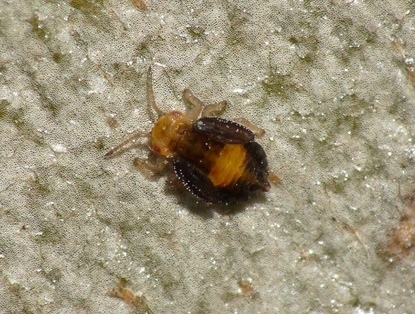 Ninfa di Psyllidae:  Glycaspis brimblecombei